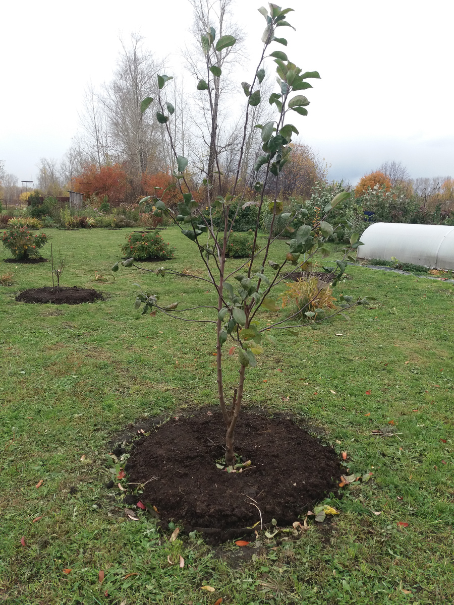 Приствольные круги под молодыми саженцами, замульчированные перегноем.