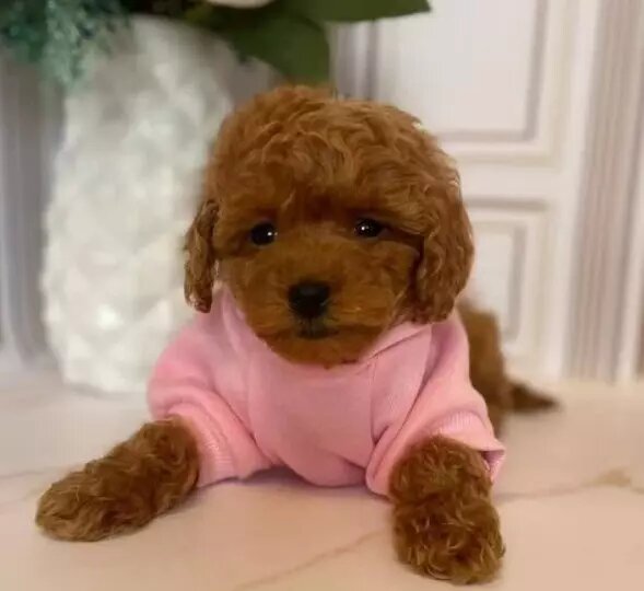     Источник: Авито