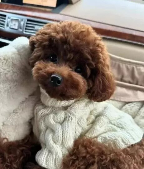     Источник: Авито