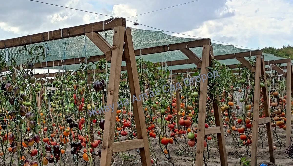 Томаты в конце августа