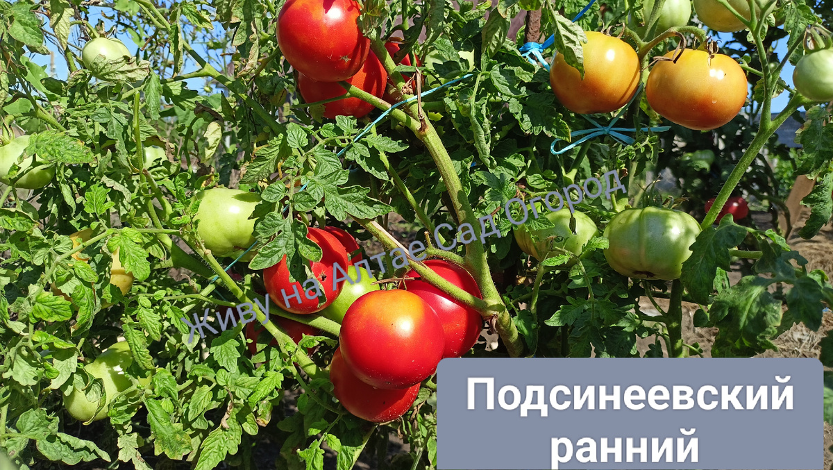 Высокая урожайность 