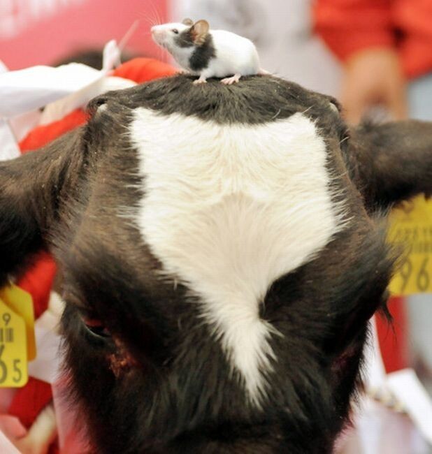 В культуре существуют мифы и легенды, когда мышь приходит первой благодаря своему активному уму: она забирается на спину мощного быка и так на нем и едет.