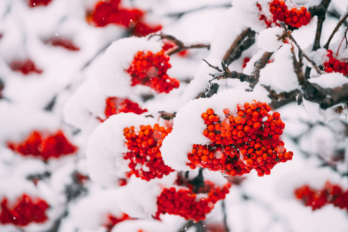 Источник фото: Canva