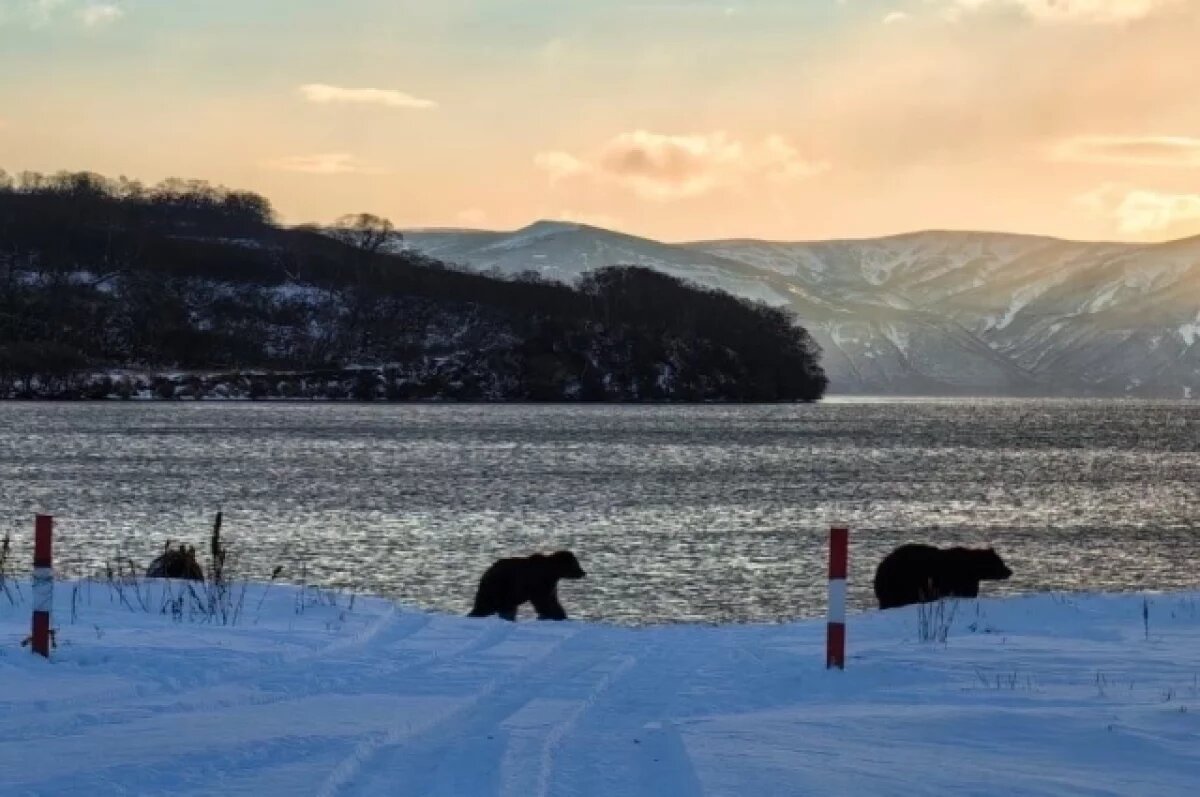    Около десятка медведей бодрствуют на кордоне Озёрный на Камчатке