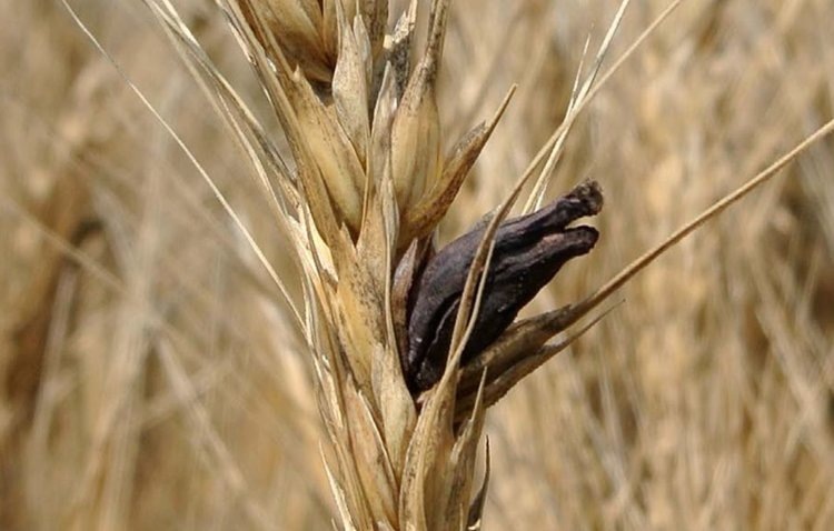    Что надо знать о микотоксинах и КРС