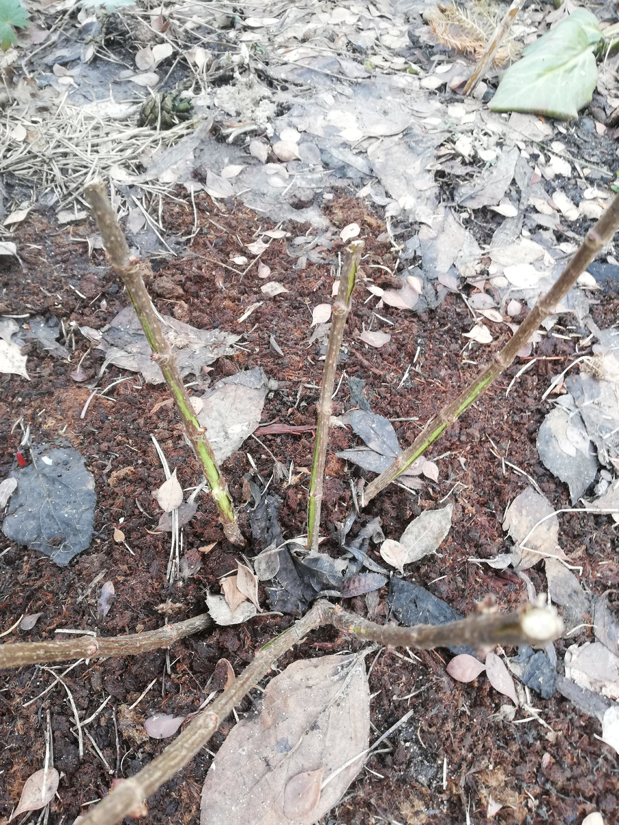 Стандартная картина после большого снега - прошлогодние побеги метельчатых гортензий с лопнувшей по кругу корой. 