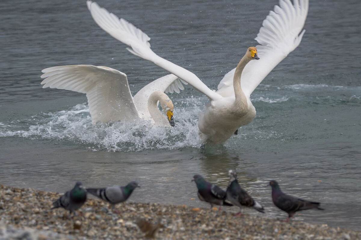 Из серии; Птицы Суджукской косы