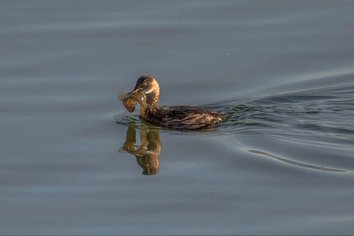Вот кому стоит отмотать назад пару минут (я о рыбке)