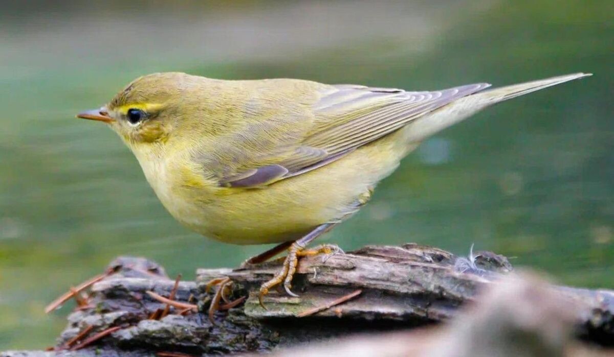     Птица. Источник: mos.ru Автор фото: Пресс-служба Мэра и Правительства Москвы