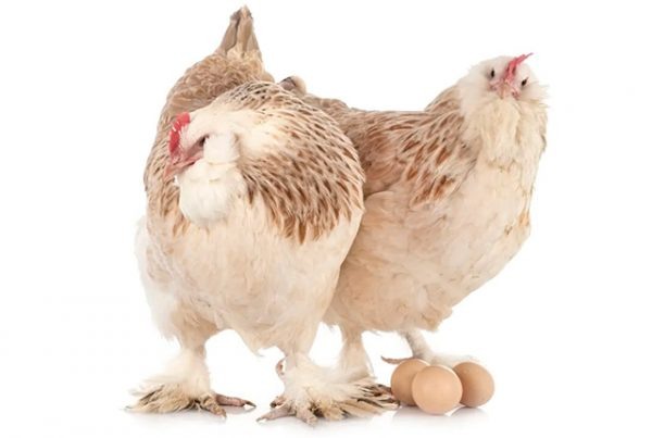 Какие породы кур самые неприхотливые в содержании 🐓