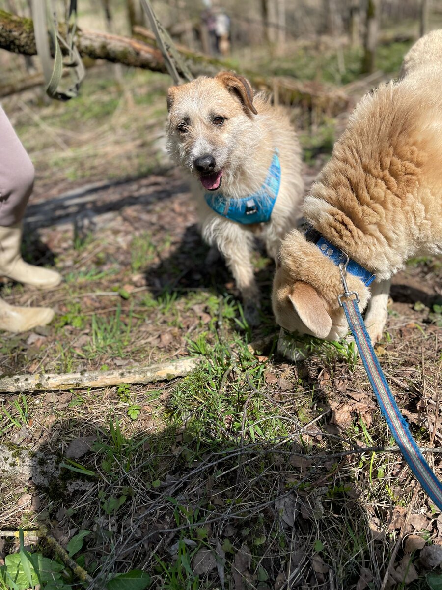 Лелик и Болек не так уж молоды, как кажутся, но очень позитивны и дружны. Когда выходят на прогулку вместе - просто праздник для обоих!