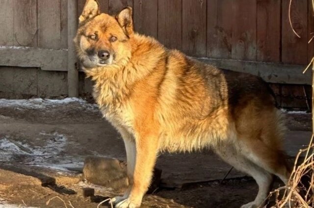    Фото: АиФ - Тюмень/ Диана Салихова