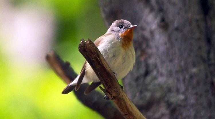 Самец малой мухоловкиФото: Александр Соколов