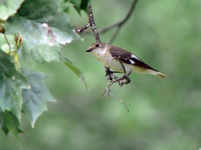 Самка мухоловки-белошейки / Фото: Александр Соколов