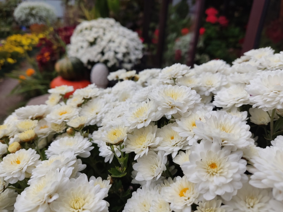 Октябрь на крыльце