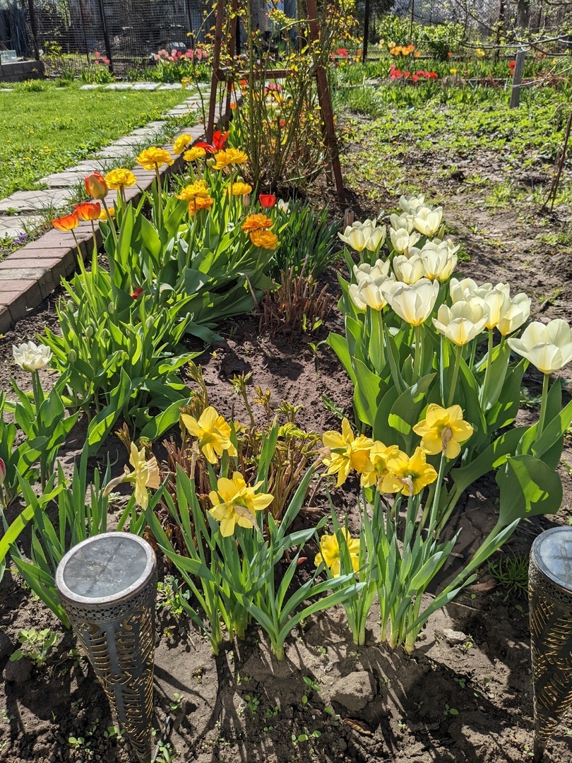 Если бы еще нарциссы смотрели на крыльцо - счастье было бы полным, но они повёрнуты к солнцу