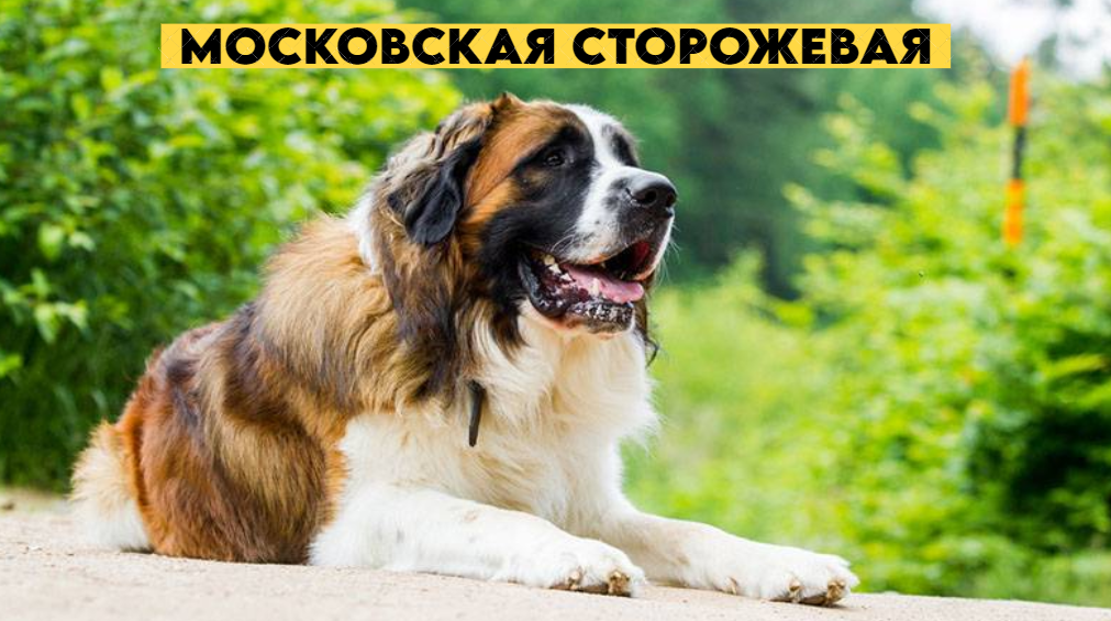 Московская сторожевая - крупный, мускулистый пёс, идеальный охранник, защитник и друг