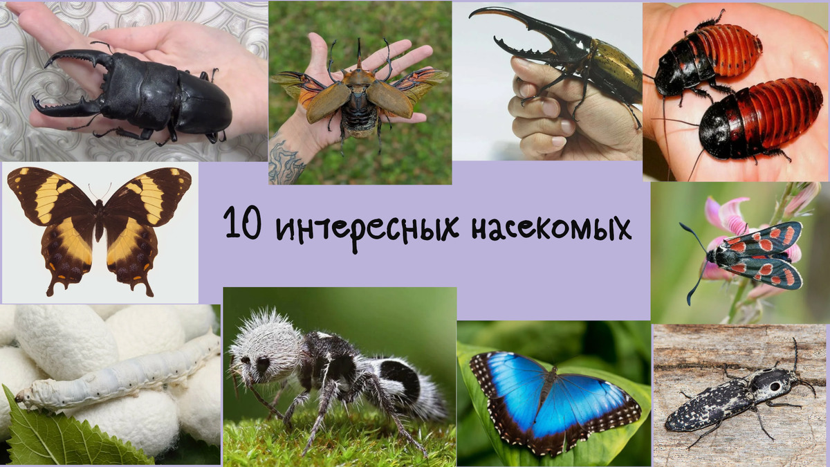 Насекомые о которых вы возможно не знали