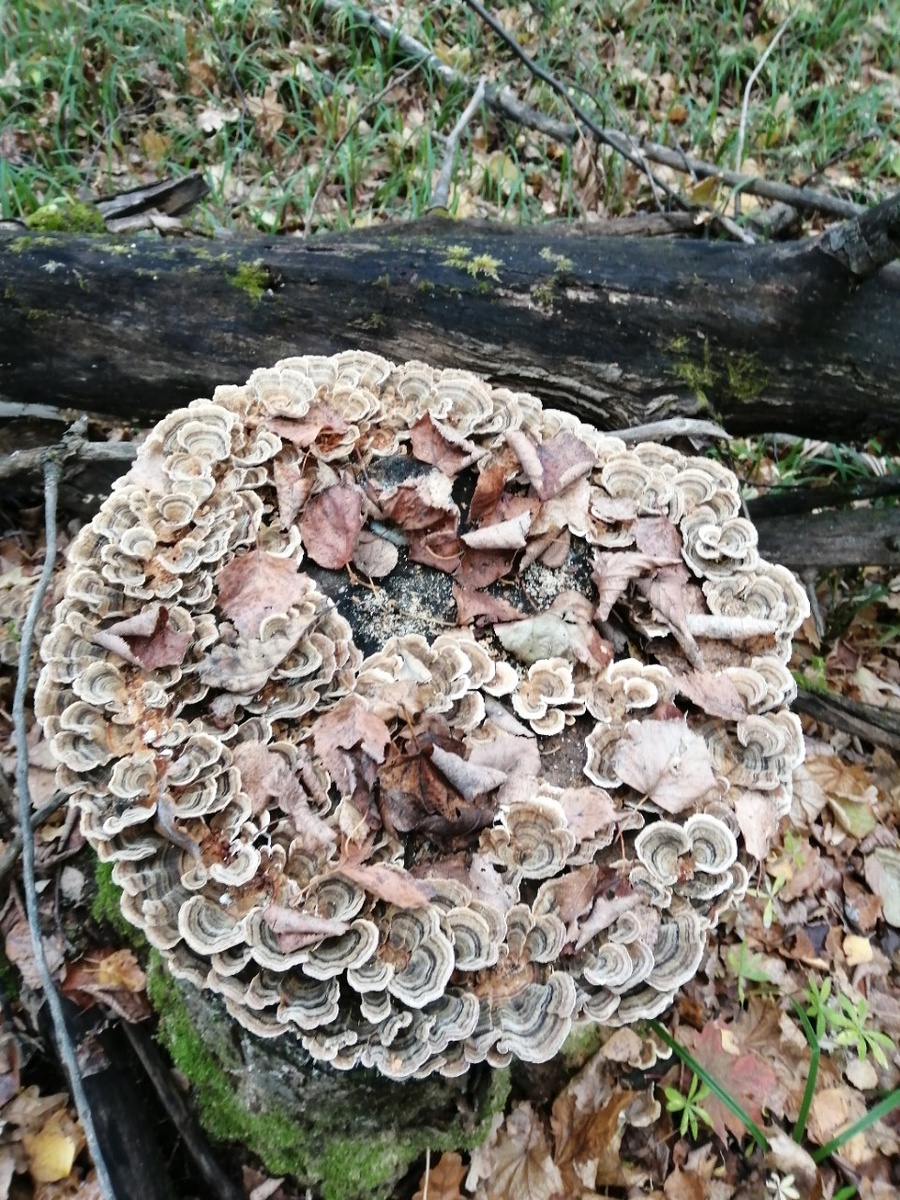 Как вам идея для торта? Фото автора