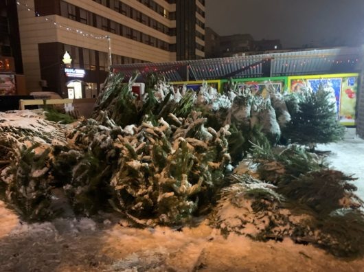    Елочные базары//Фото: Екатерина Мацкиева "Городской репортер"