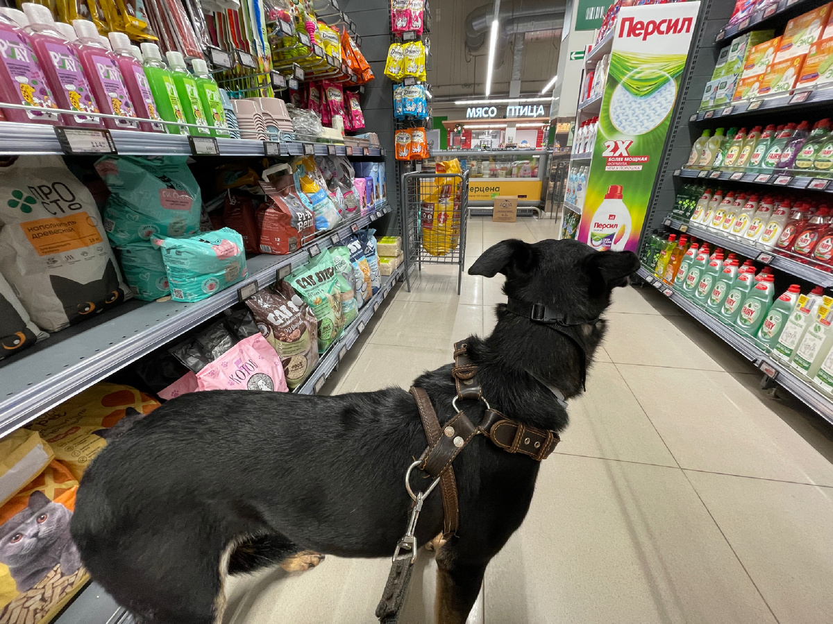 Не надо меня фотографировать! В наморднике я не красивый! Бери мой корм, и пойдем отсюда!