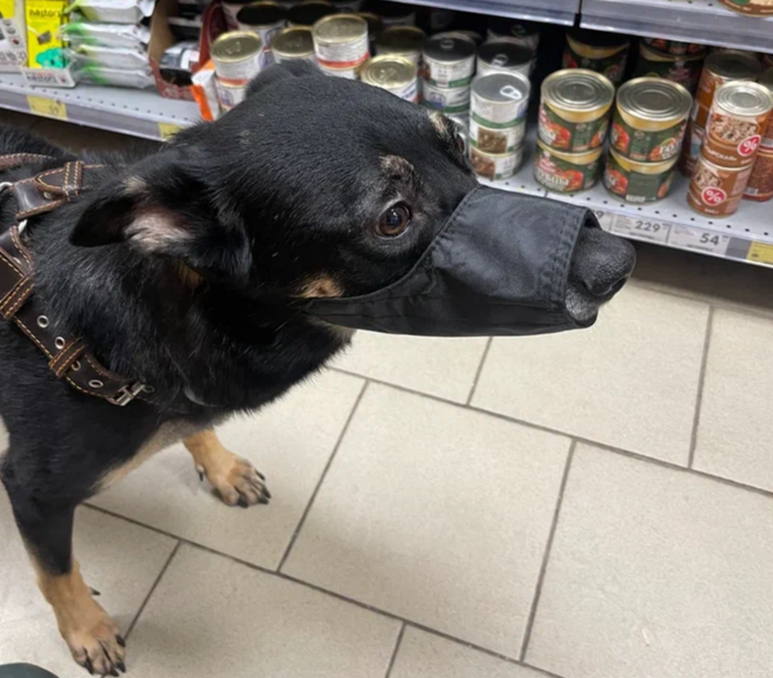 Я же хороший мальчик. Может обойдемся без этой противной штуки на моей мордочке?