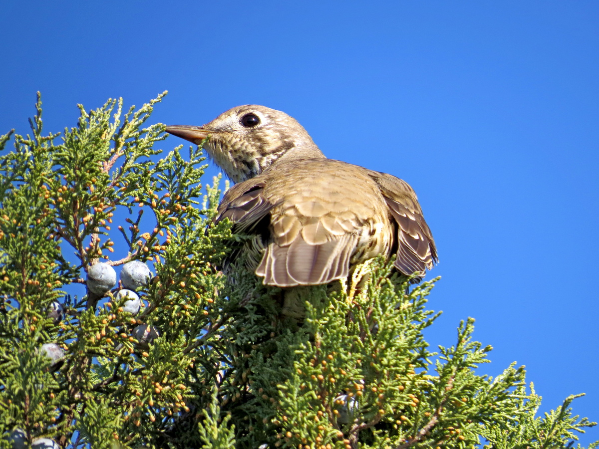 Я думаю, что это дрозд-рябиник. 