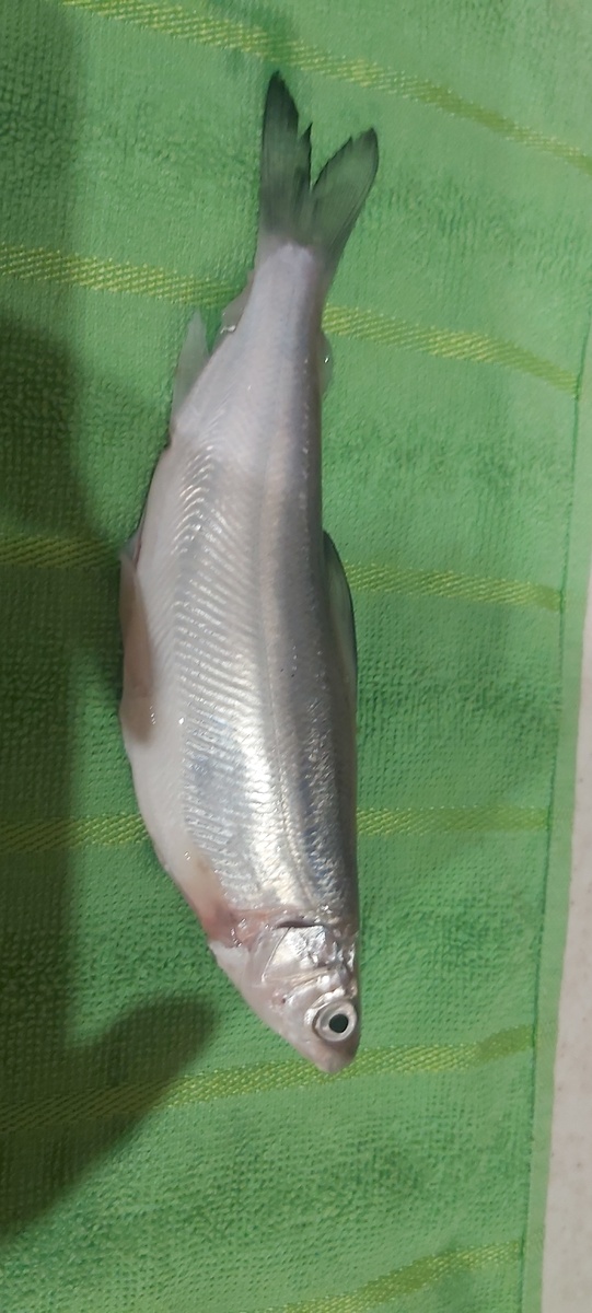 В первые поймал пялядь.Очень красивая рыбка и пахнет огурцом свежим.