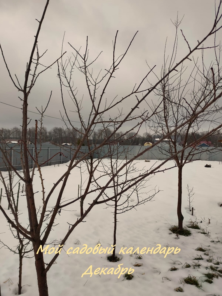 Мой саддовый календарь. Декабрь. 