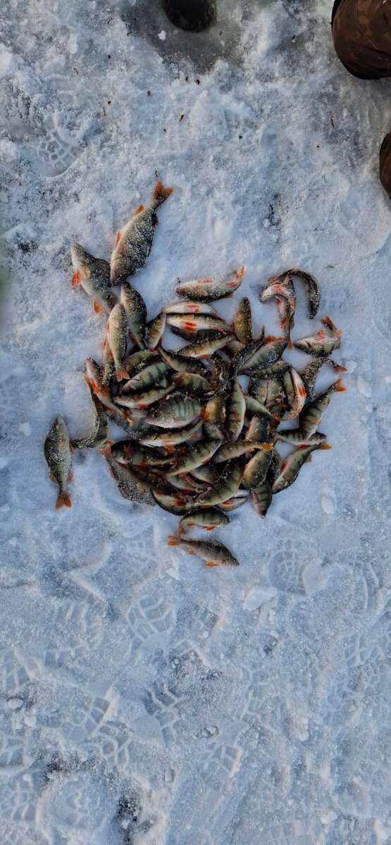 Конечный улов.Брат на мормыш ловил говорил лучше чем на железо.