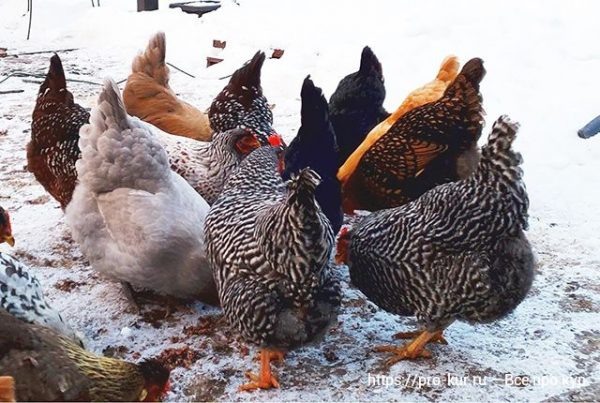 Правильное кормление кур для здоровья и яйценоскости