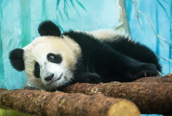    Панда Катюша