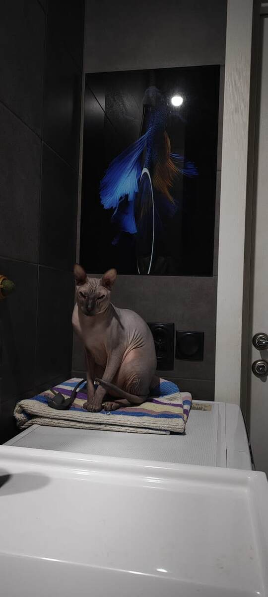 Лëва, кот дочери. 