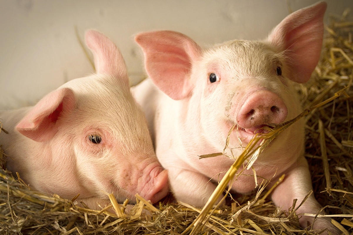 Исмточник: syktyvdin-r11.gosweb.gosuslugi.ru