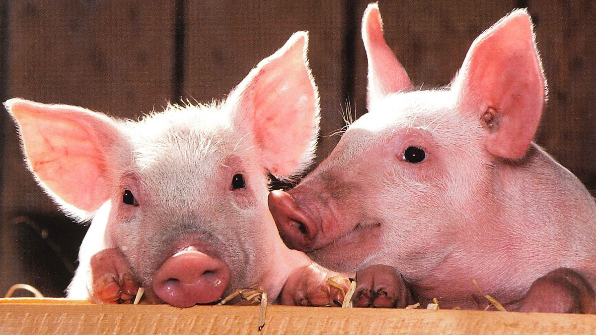 Источник: nwpress.ru