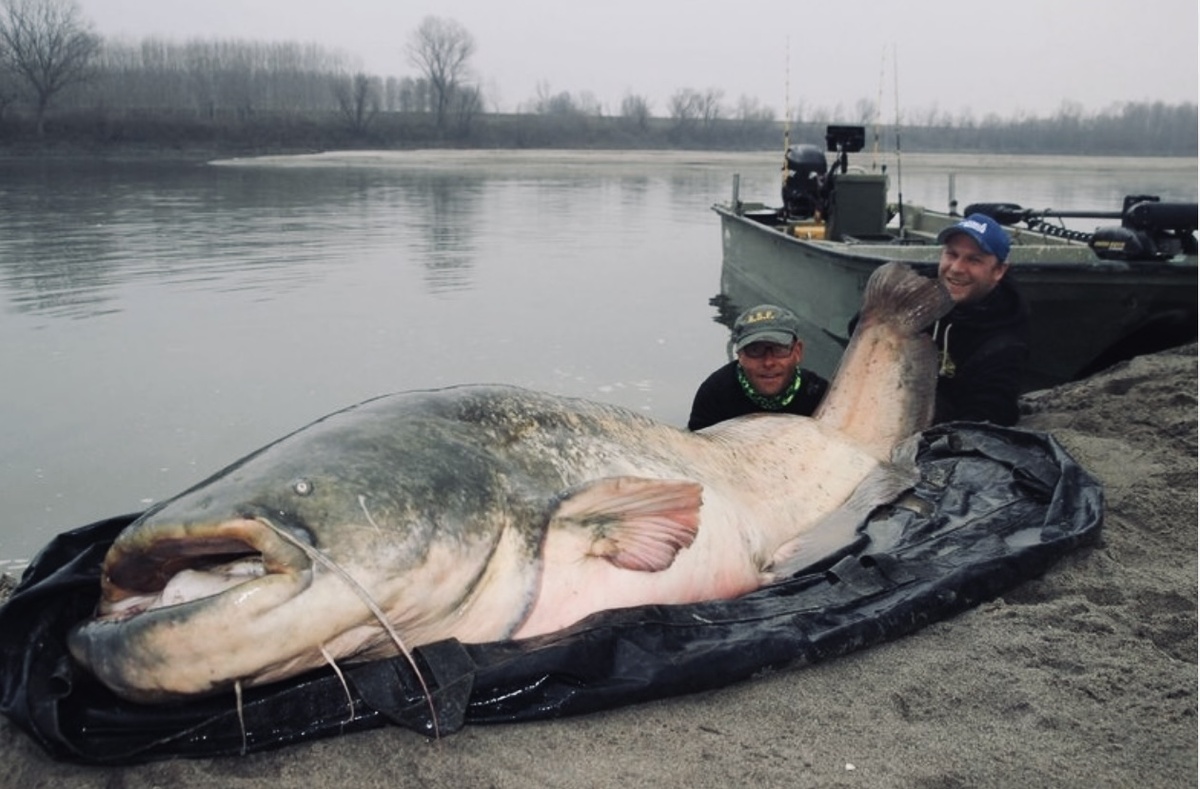 Пойманый сом-гигант