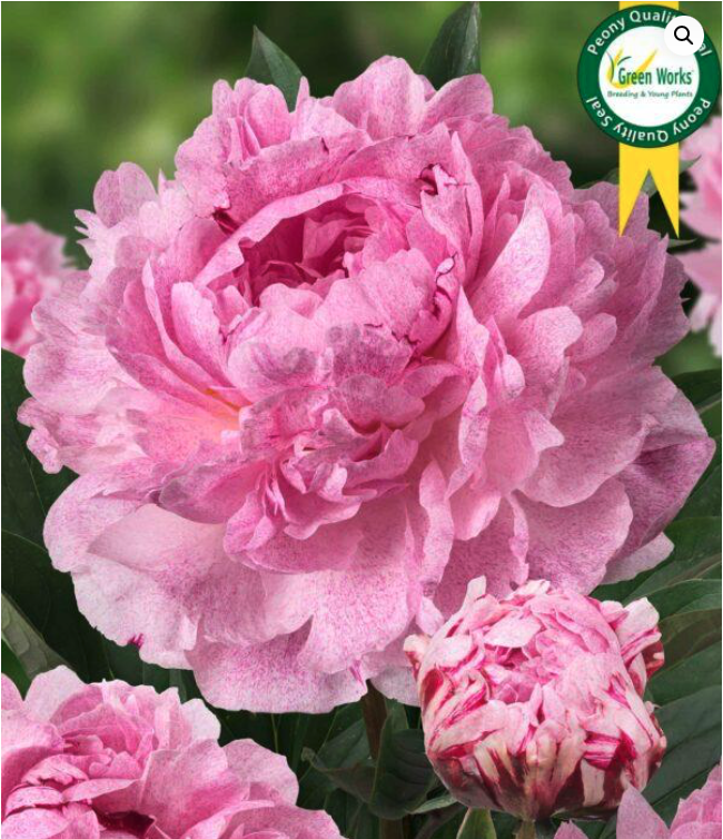 Скриншот с сайта green-works.nl/ 