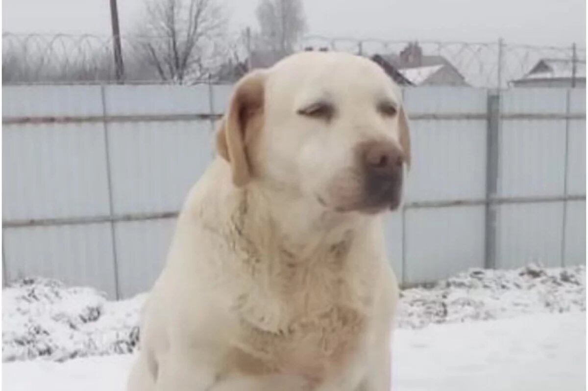    Полиция готова передать бесплатно новым владельцам служебного пса породы лабрадор ретриве