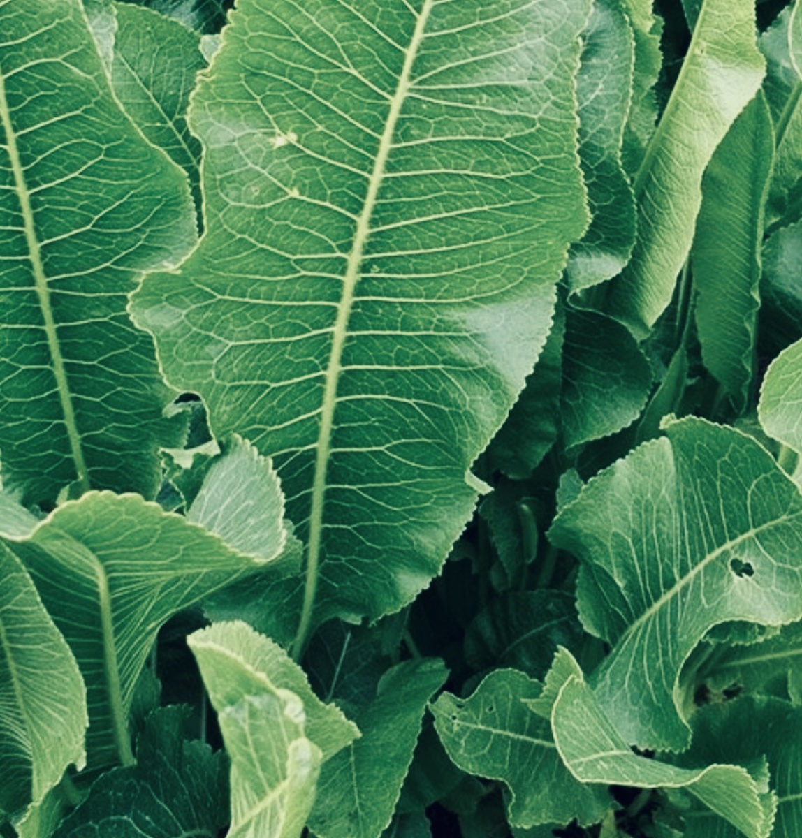 Так хрен растет практически в любом огороде