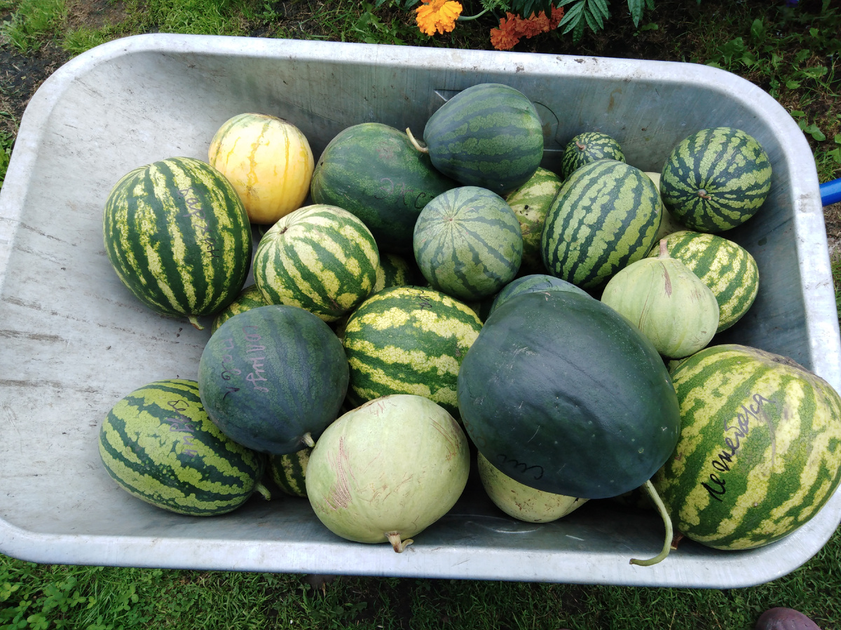 Фото автора.