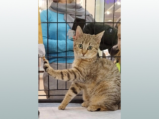 Котенок Булочка и еще несколько пушистиков обрели свой дом после раздачи в Твери