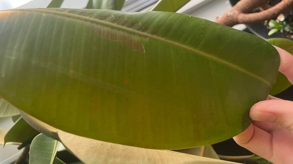 Фикус, которому срочно требуется обработка