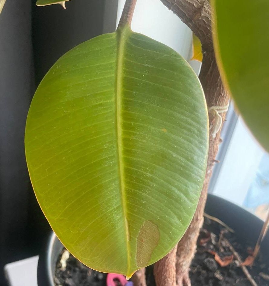 Особое внимание уделите внешней и внутренней пластине листа