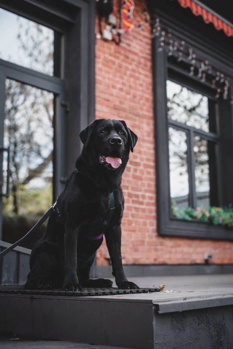 Лабрадор Валнериз Ричард Львиное Сердце возраст 9 лет.