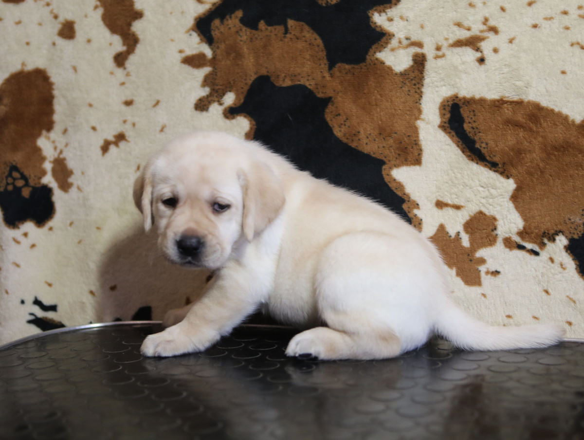 Грустный щенок лабрадора, которого разбудили для фото)