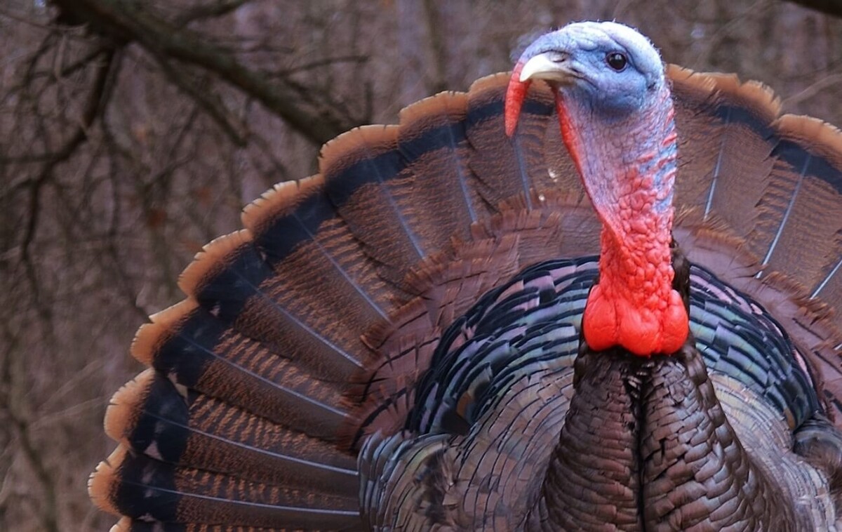    В магазинах невозможно купить индюшачьи яйца, и этому есть веская причина. Источник изображения: popdose.com