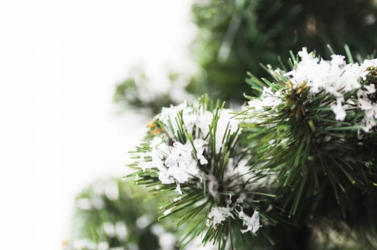    Нижегородцев будут штрафовать за незаконно срубленные елки