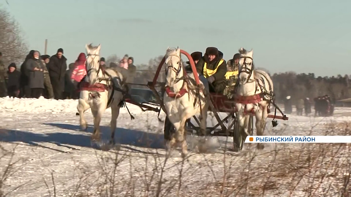     В Рыбинском районе прошли межрайонные конноспортивные соревнования