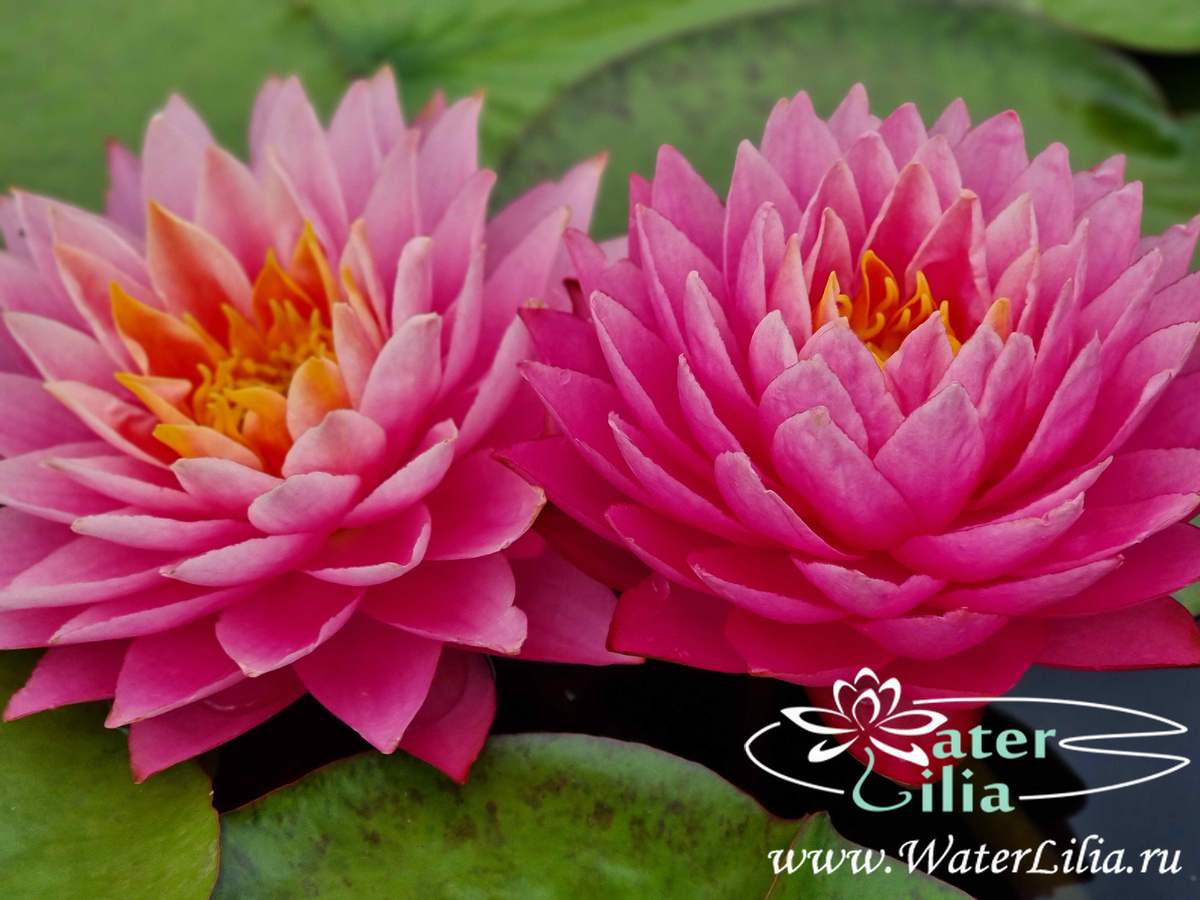 Нимфея WLK Dacing Flamingo