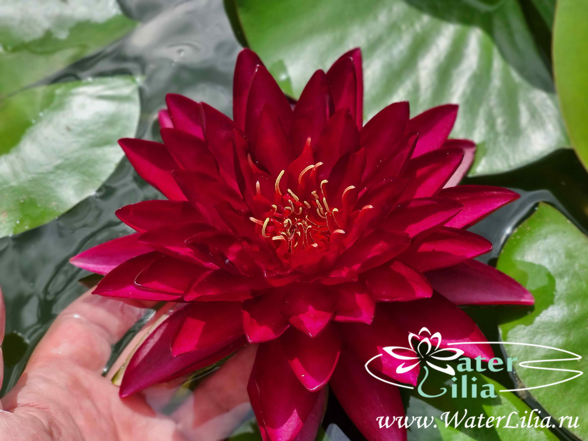 Нимфея WLK Ruby Moth